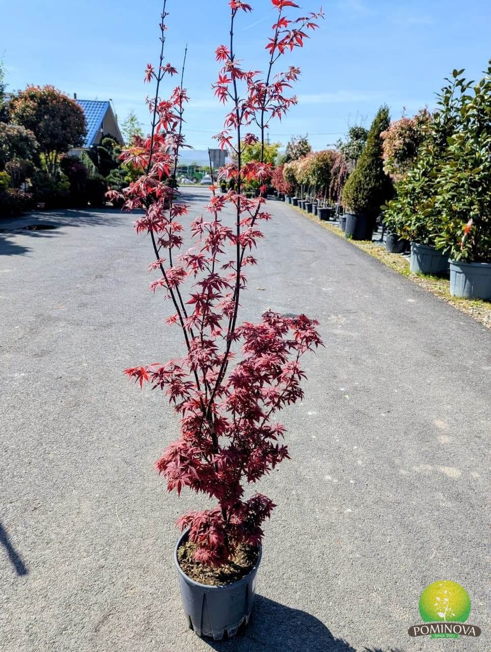 Artar japonez Little Red (Acer palmatum 'Little Red')