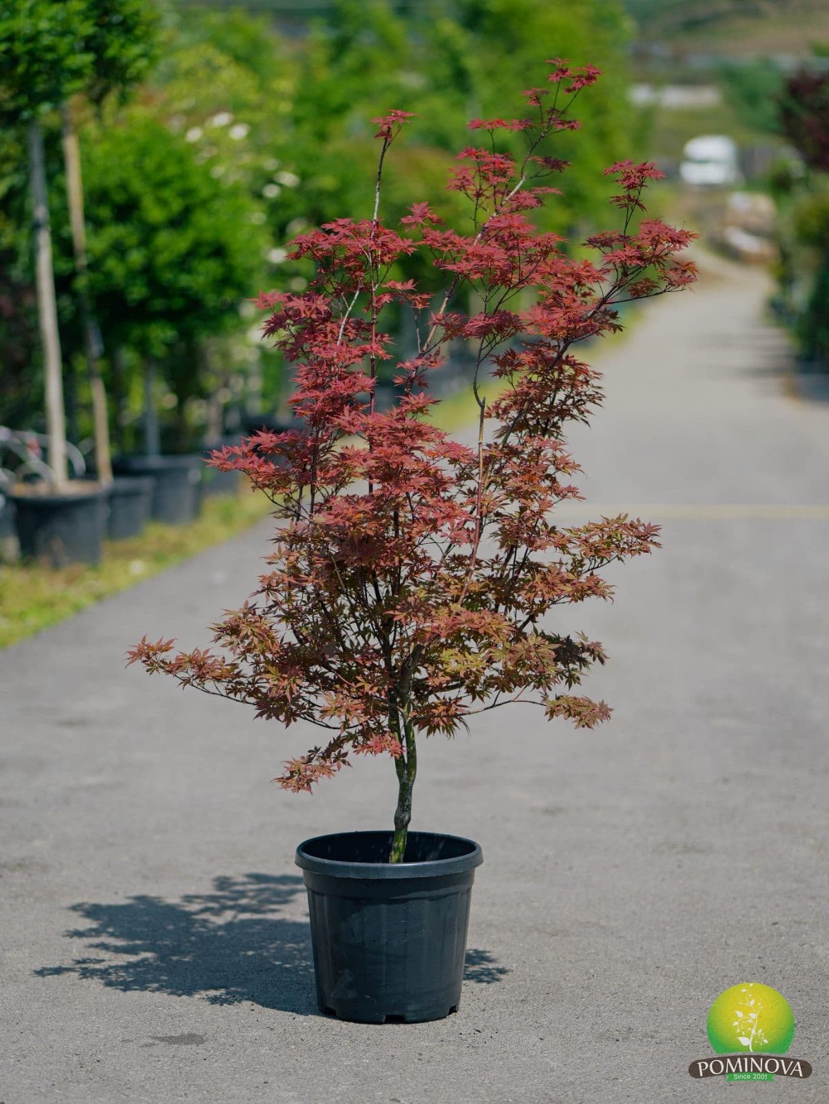 Arțar japonez (Acer palmatum 'Skeeter's Broom') - imagine 3