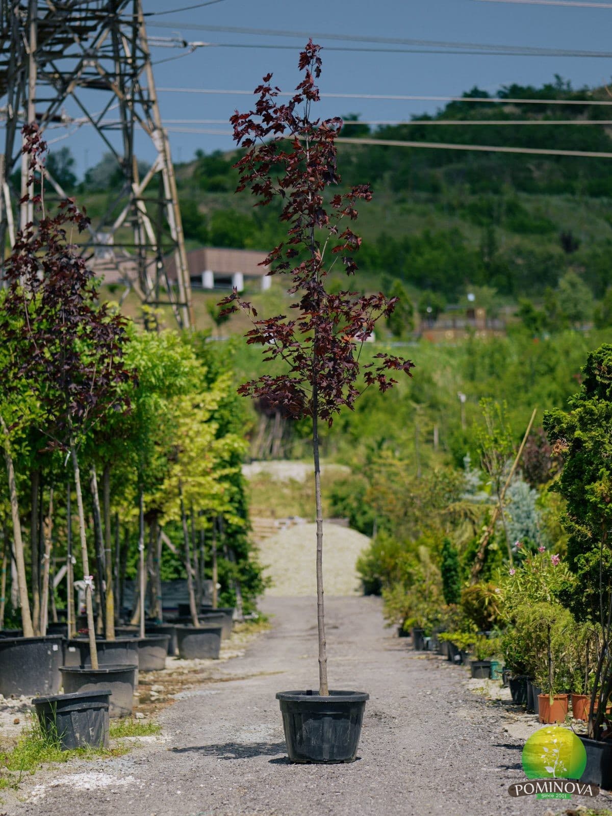 Arțar roșu Crimson King (Acer platanoides 'Crimson King')