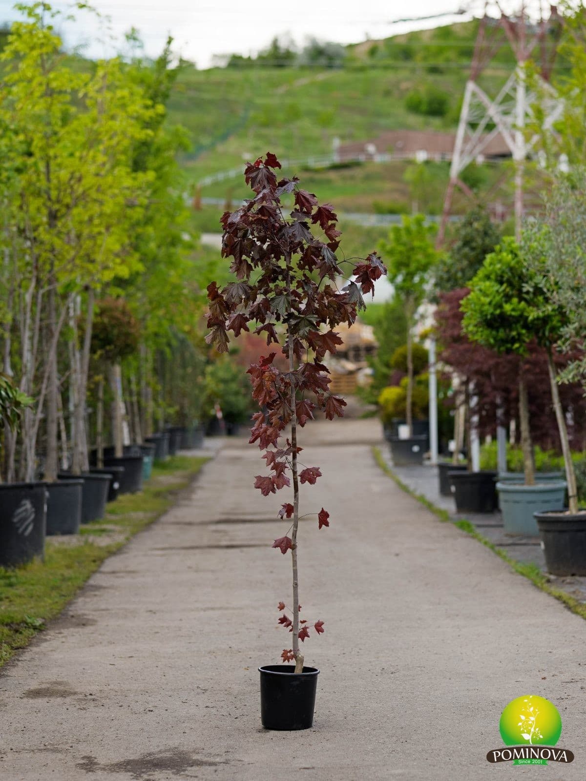 Arțar roșu Crimson King (Acer platanoides 'Crimson King') - imagine 3