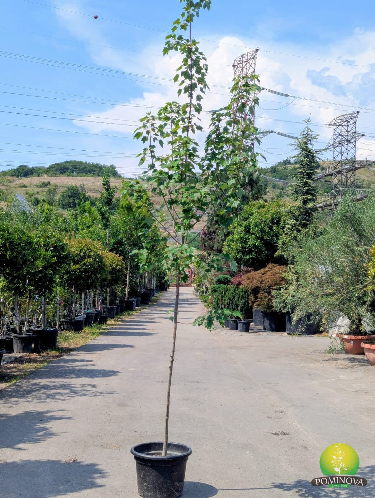 Arțar roșu ‘October Glory’ (Acer rubrum ‘October Glory’) — imagine 1
