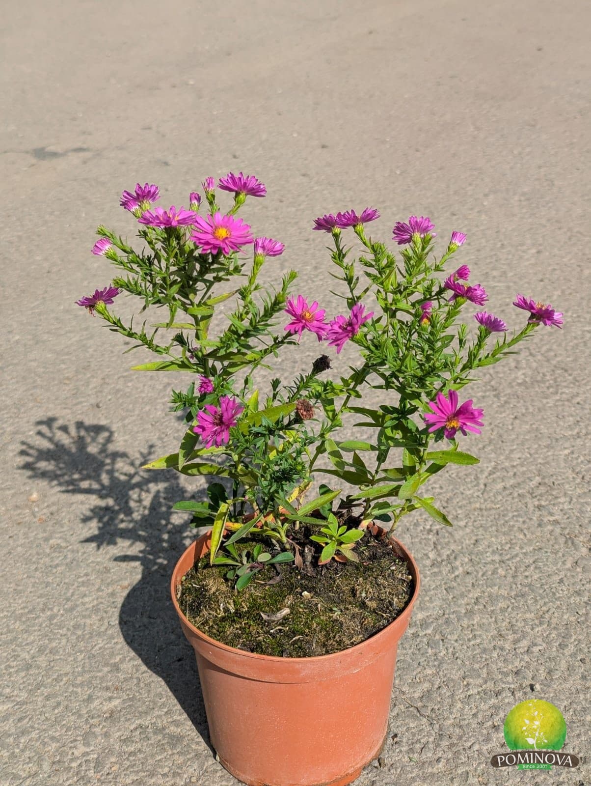 Aster de toamnă 'Jenny' (Sympyotrichum (Aster) dumosus 'Jenny') - imagine 1