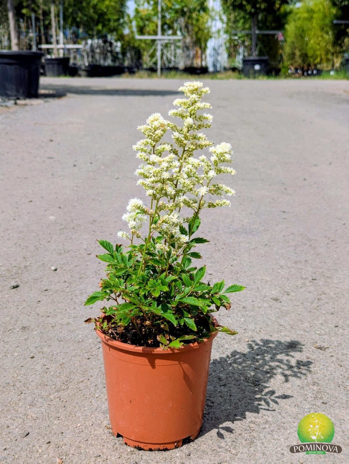 Astilbe × arendsii — imagine 1