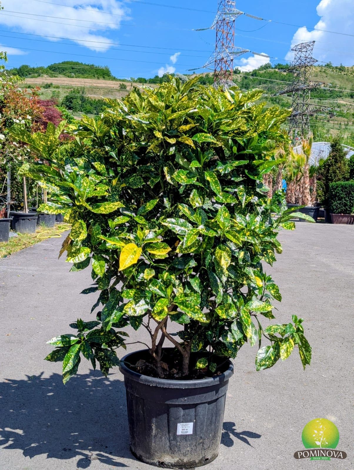 Aucuba japonica 'Crotonifolia' (Aucuba japonica ‘Crotonifolia’)