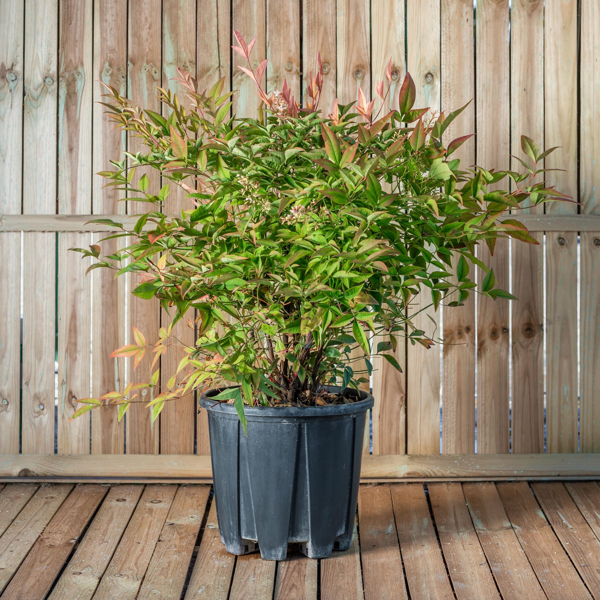 Bambus sfant (Nandina domestica)
