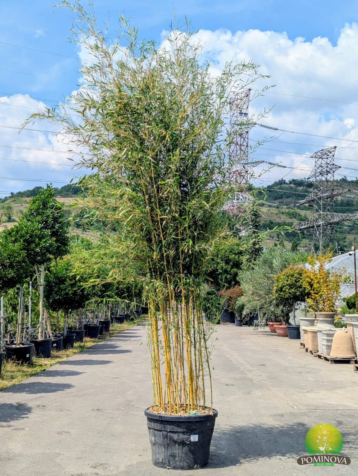 Bambus auriu (Bambusa phyllostachys 'Aureosulcata') — imagine 1
