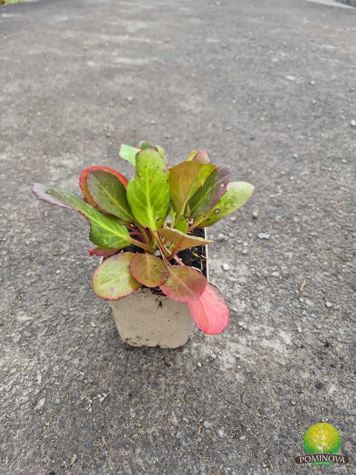 Bergenia — imagine 1