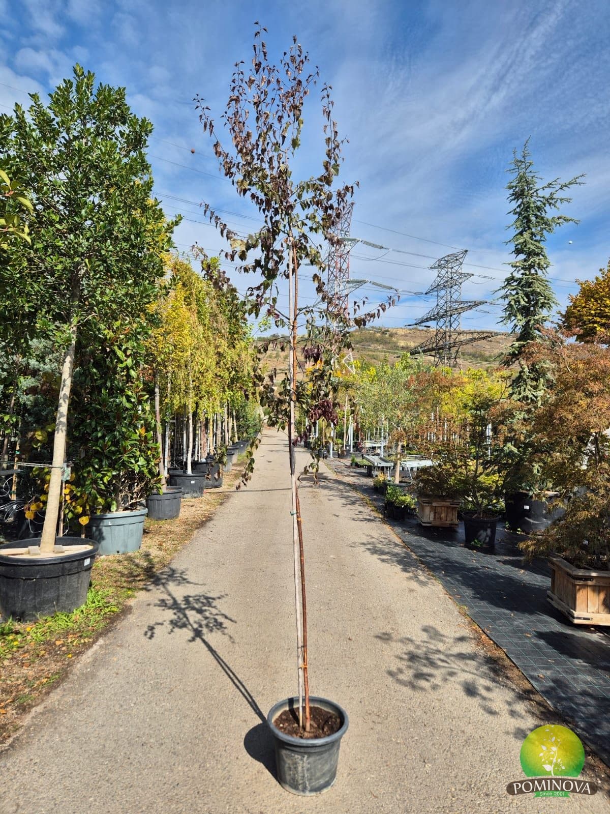 Mesteacăn cu frunziș purpuriu (Betula pendula 'Royal Frost') - imagine 1