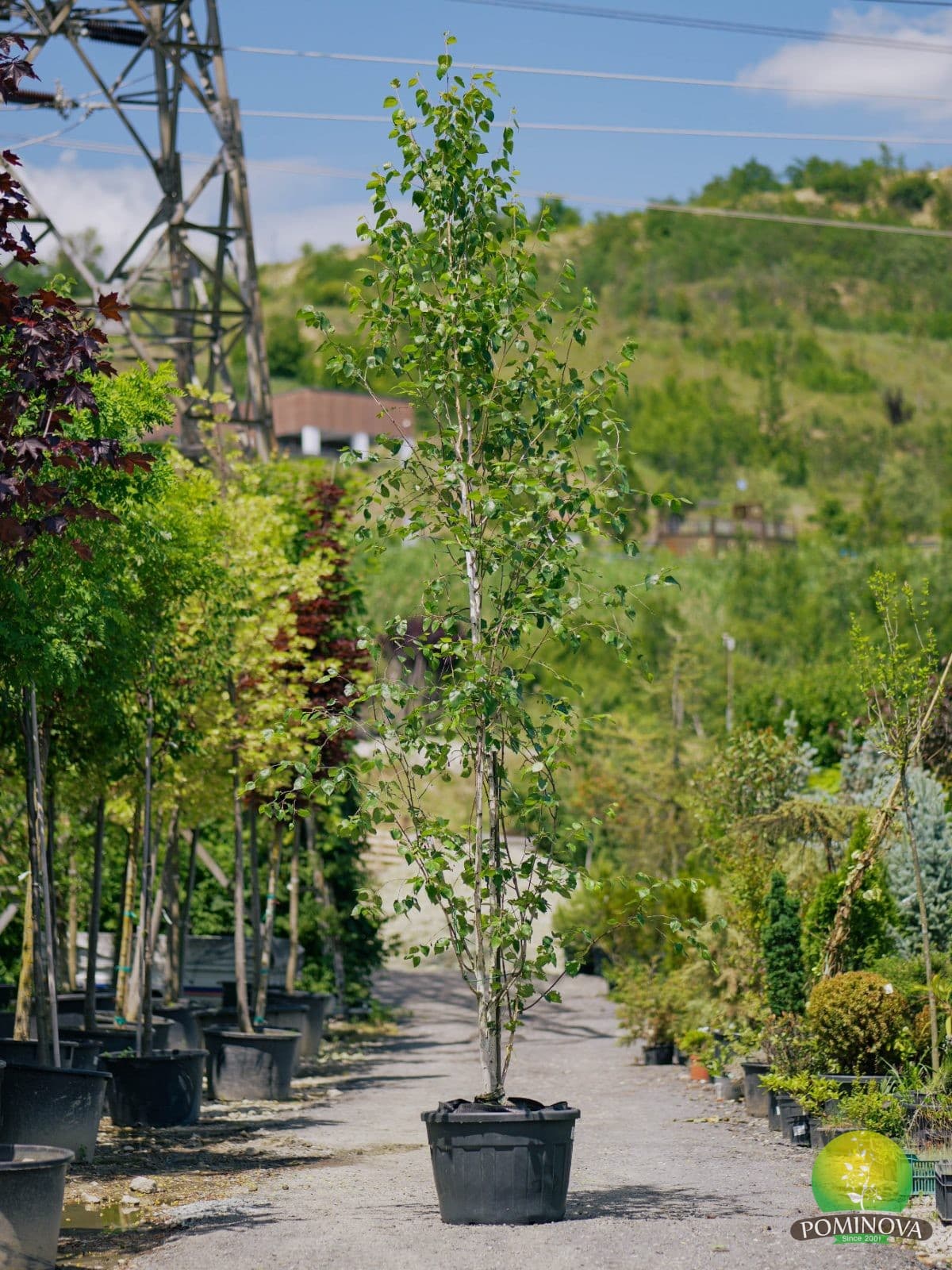 Mesteacăn de Himalaya (Betula utilis 'Doorenboos') — imagine 1