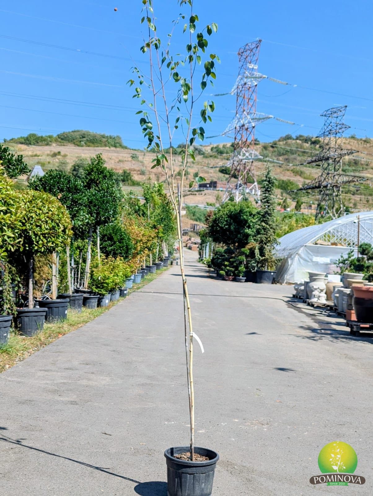 Mesteacăn de Himalaya 'Doorenbos' (Betula utilis var. jacquemontii 'Doorenbos') — imagine 1