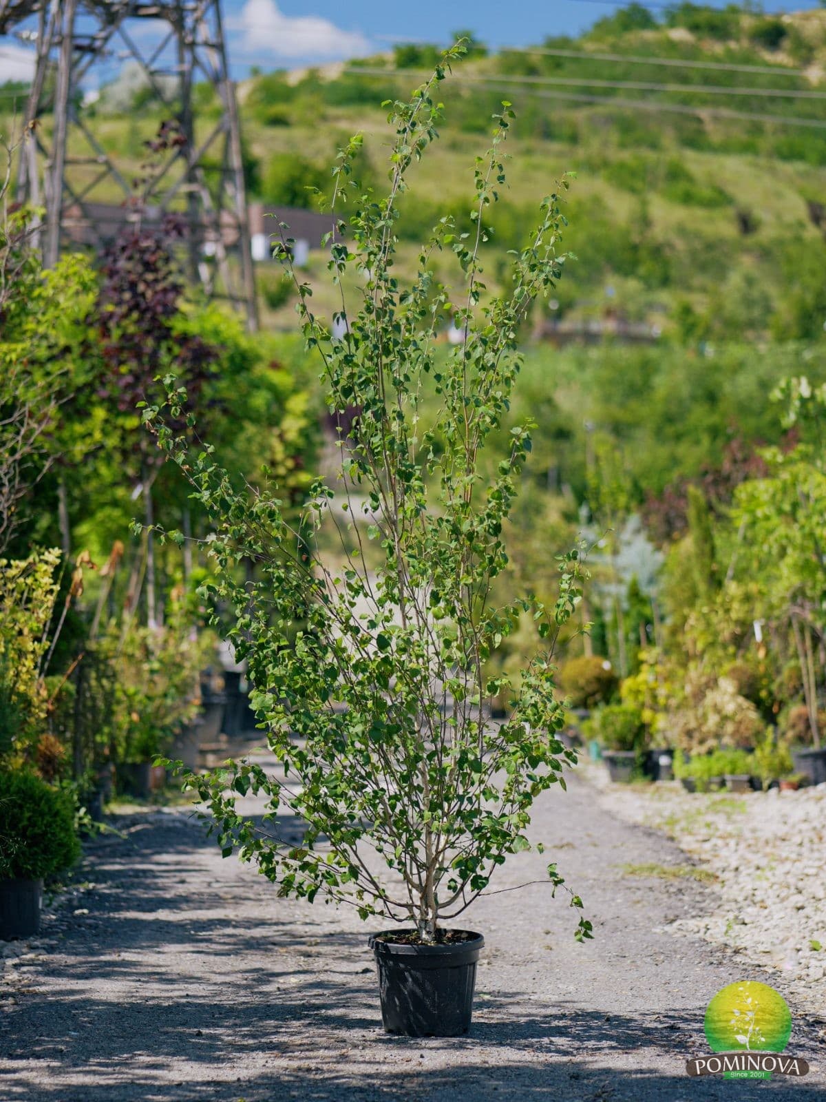 Mesteacăn Himalayan (Betula utilis 'Jacquemontii' - Multistem) — imagine 1
