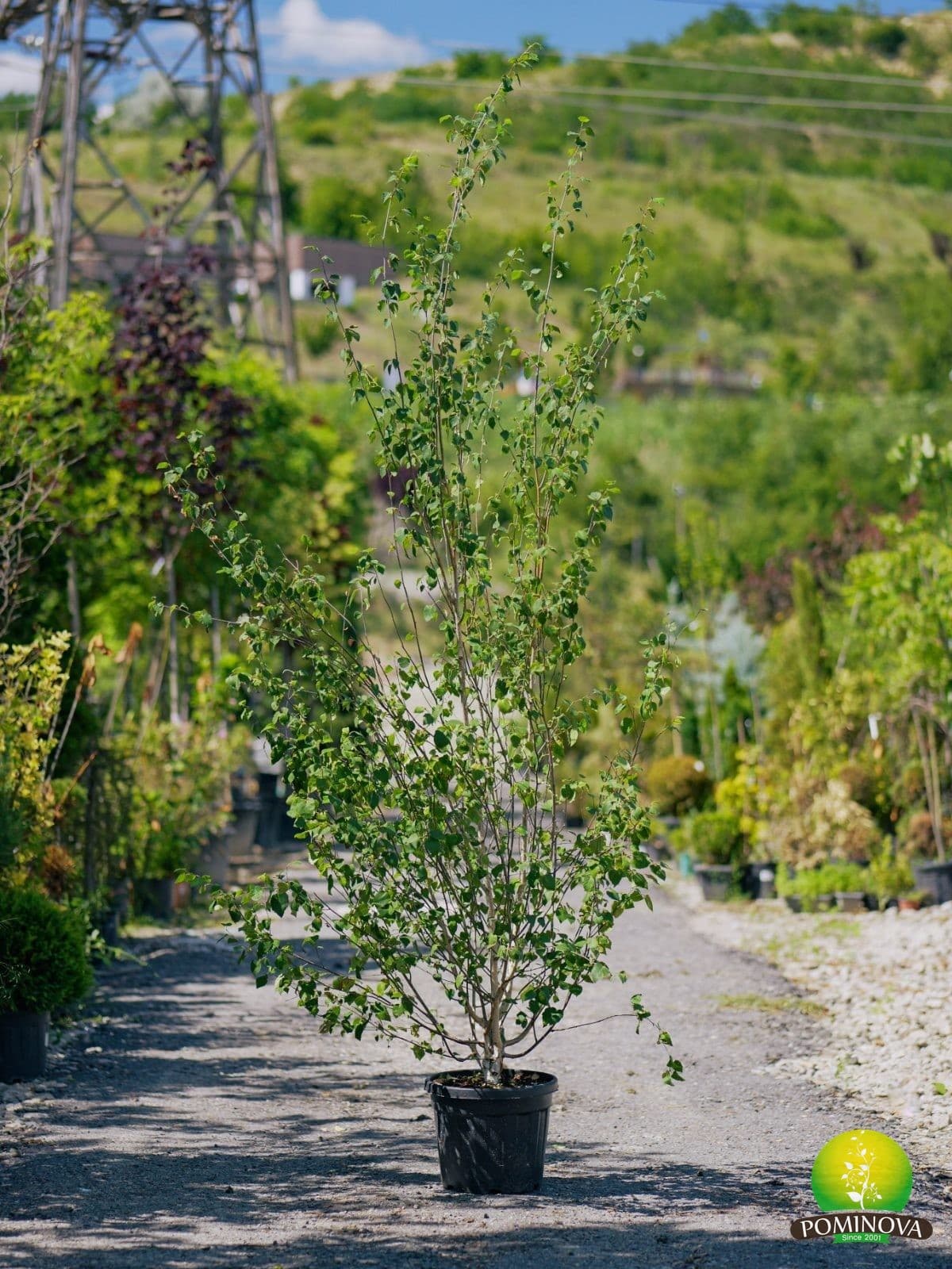 Mesteacăn Himalayan (Betula utilis 'Jacquemontii' - Multistem) — imagine 2