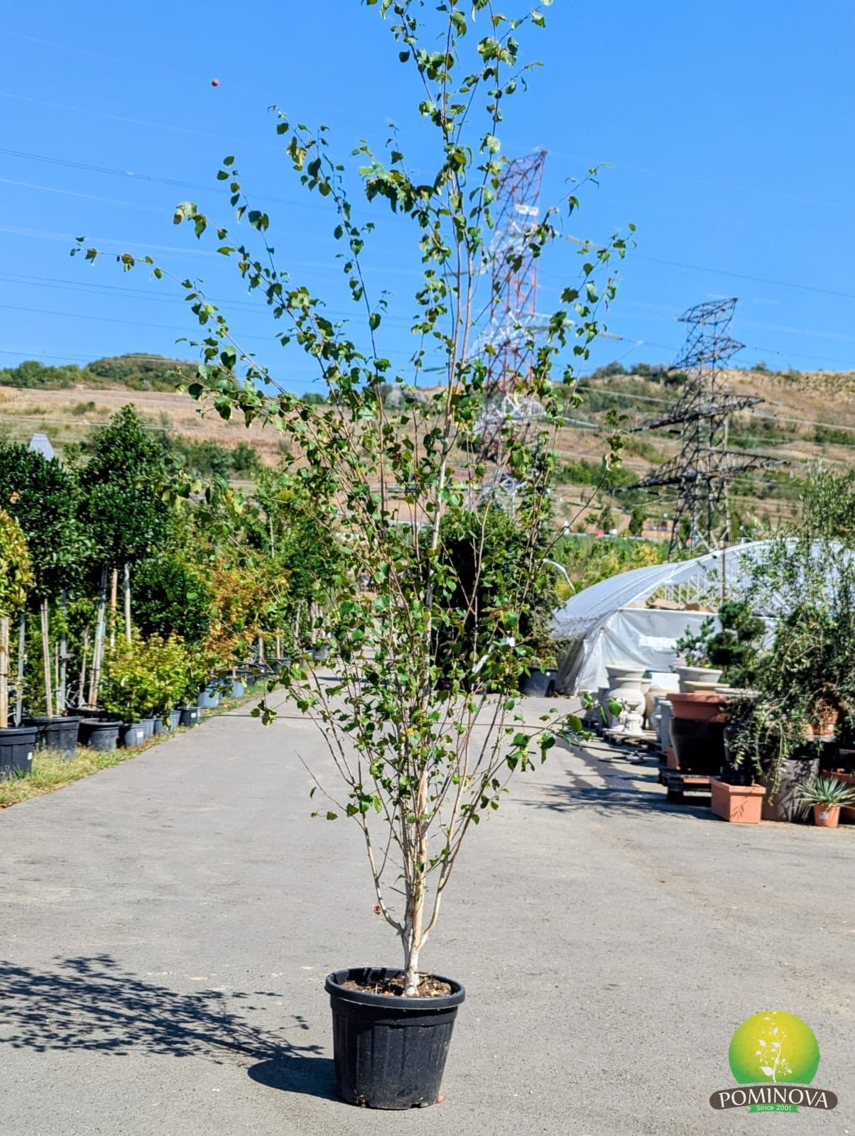 Mesteacăn Himalayan (Betula utilis 'Jacquemontii' - Multistem) - imagine 3
