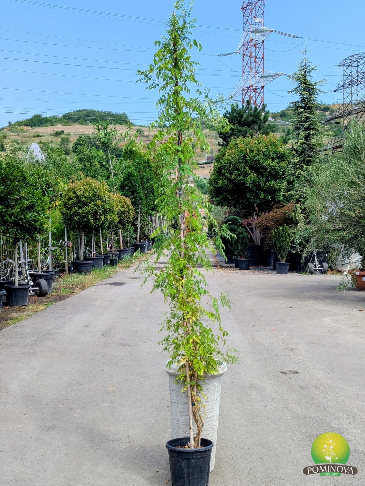 Trompeta turcului (Campsis radicans (Bignonia campsis)) — imagine 1