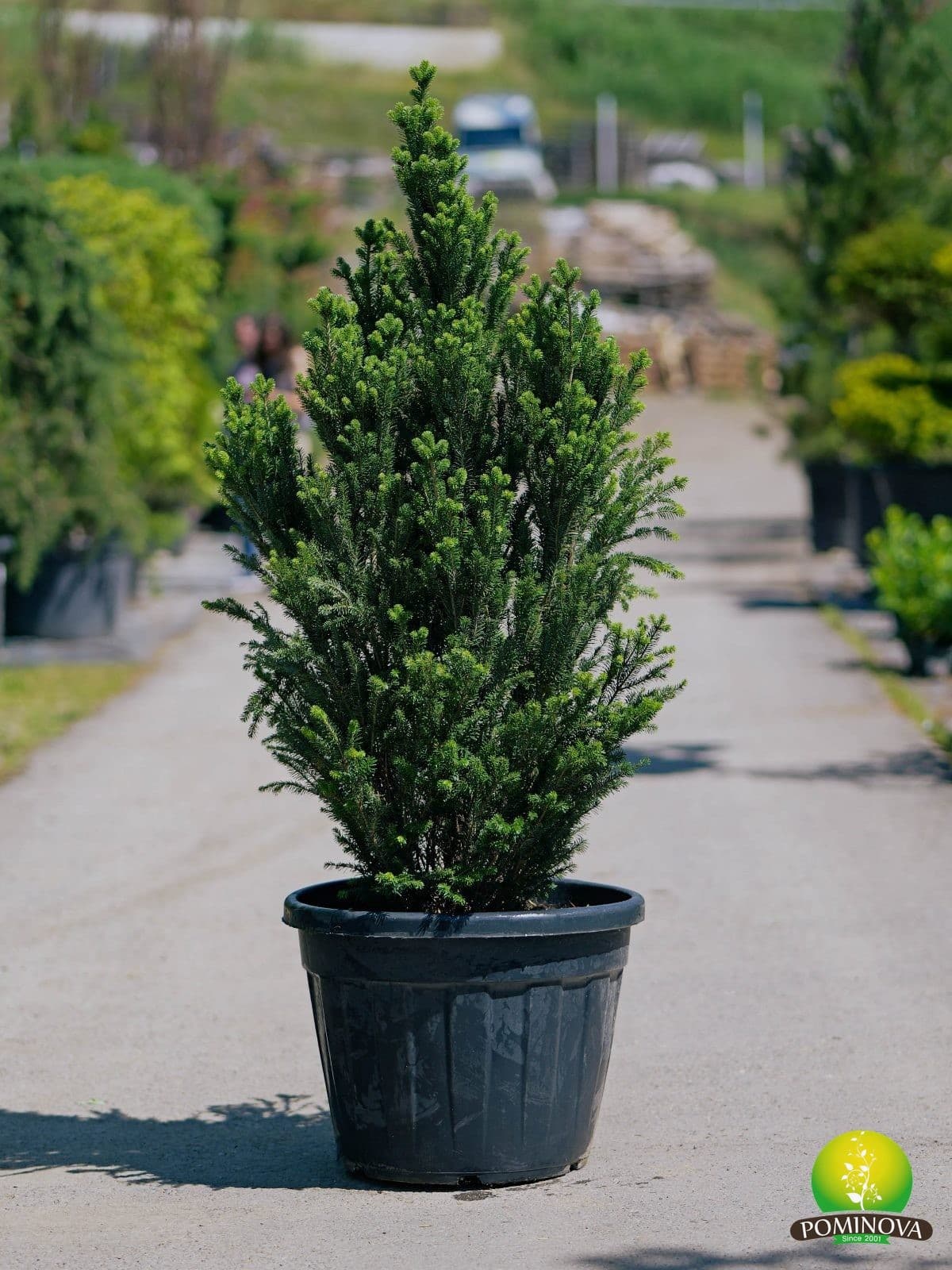 Brad alb piramidal (Abies alba 'Pyramidalis') - imagine 2