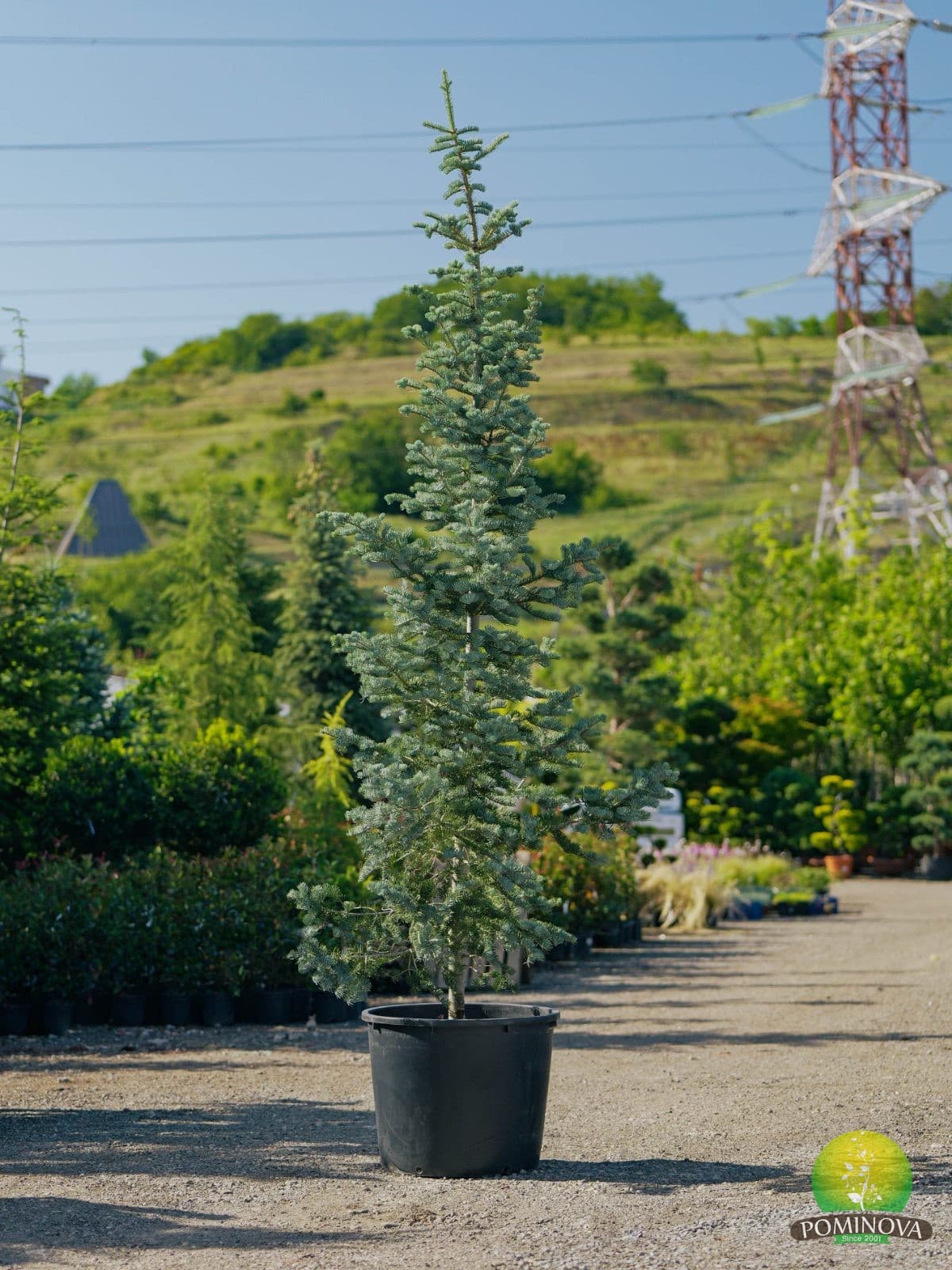 Brad argintiu (Abies concolor 'Argentea')
