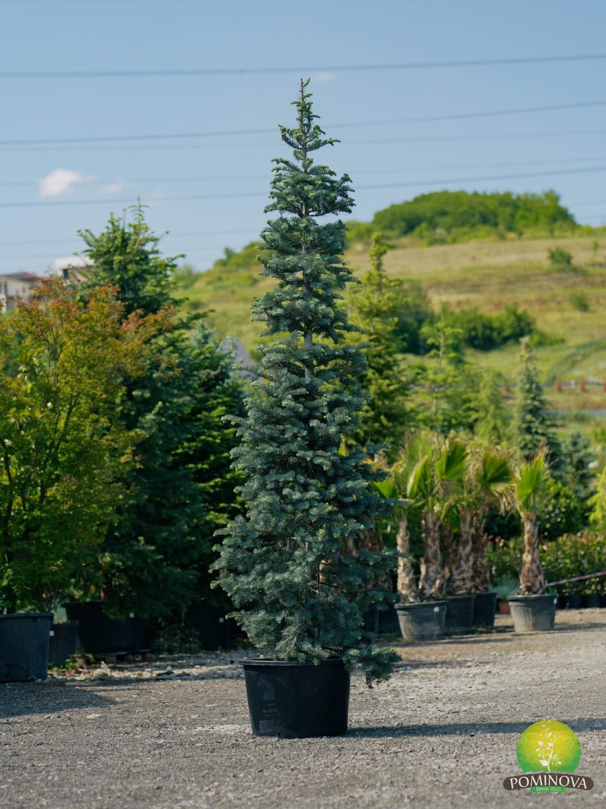 Brad argintiu compact (Abies concolor 'Compacta')