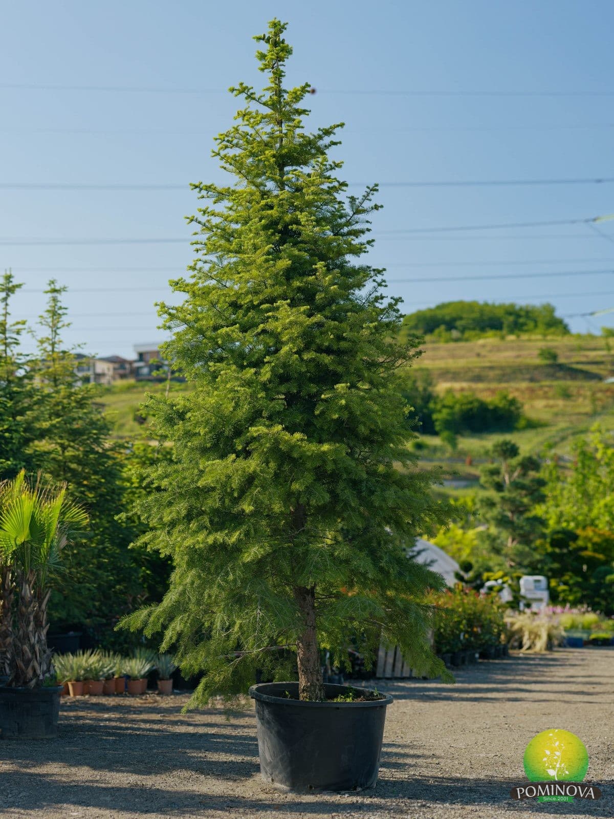 Brad albastru (Abies concolor)