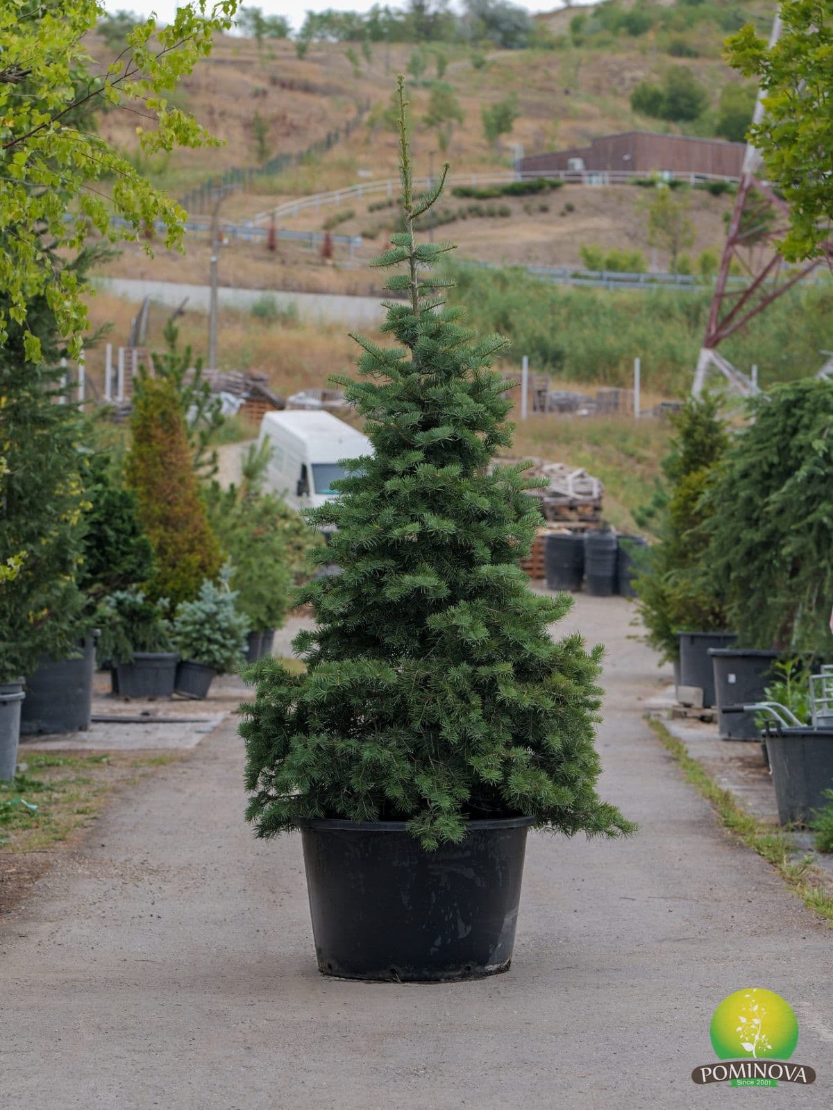 Brad albastru (Abies concolor) - imagine 3