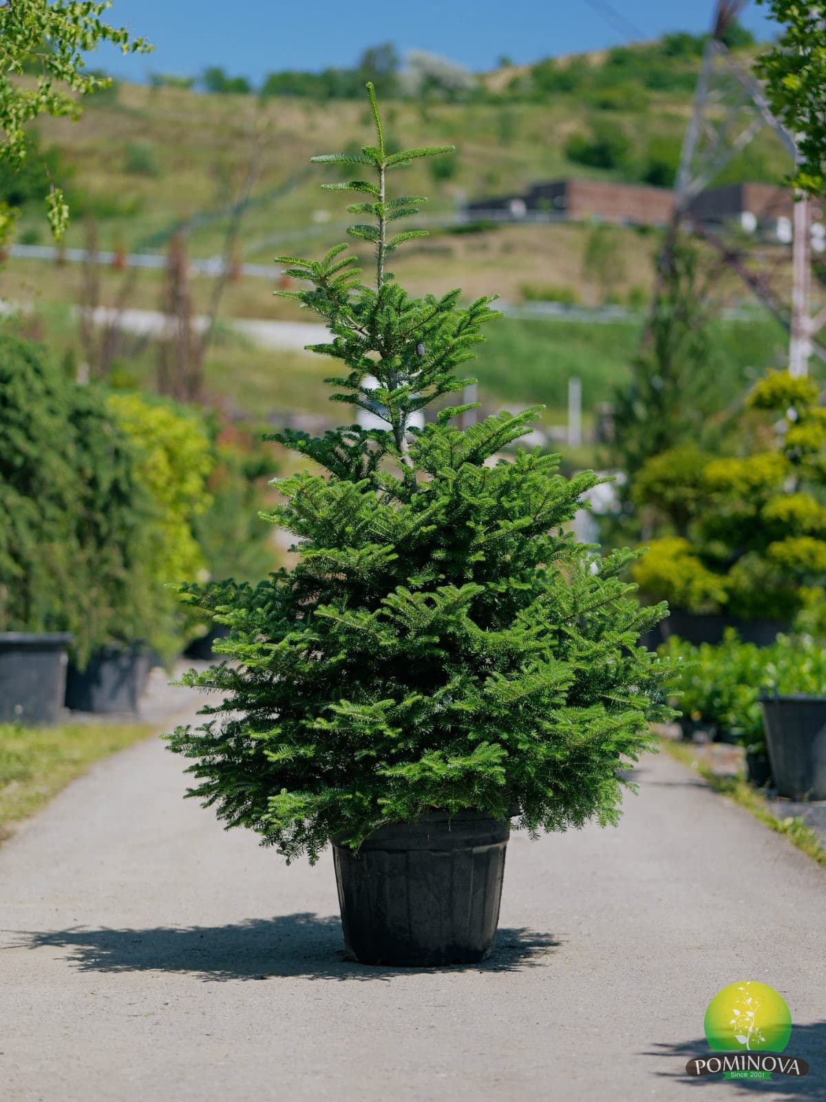 Brad coreean (Abies koreana) — imagine 1