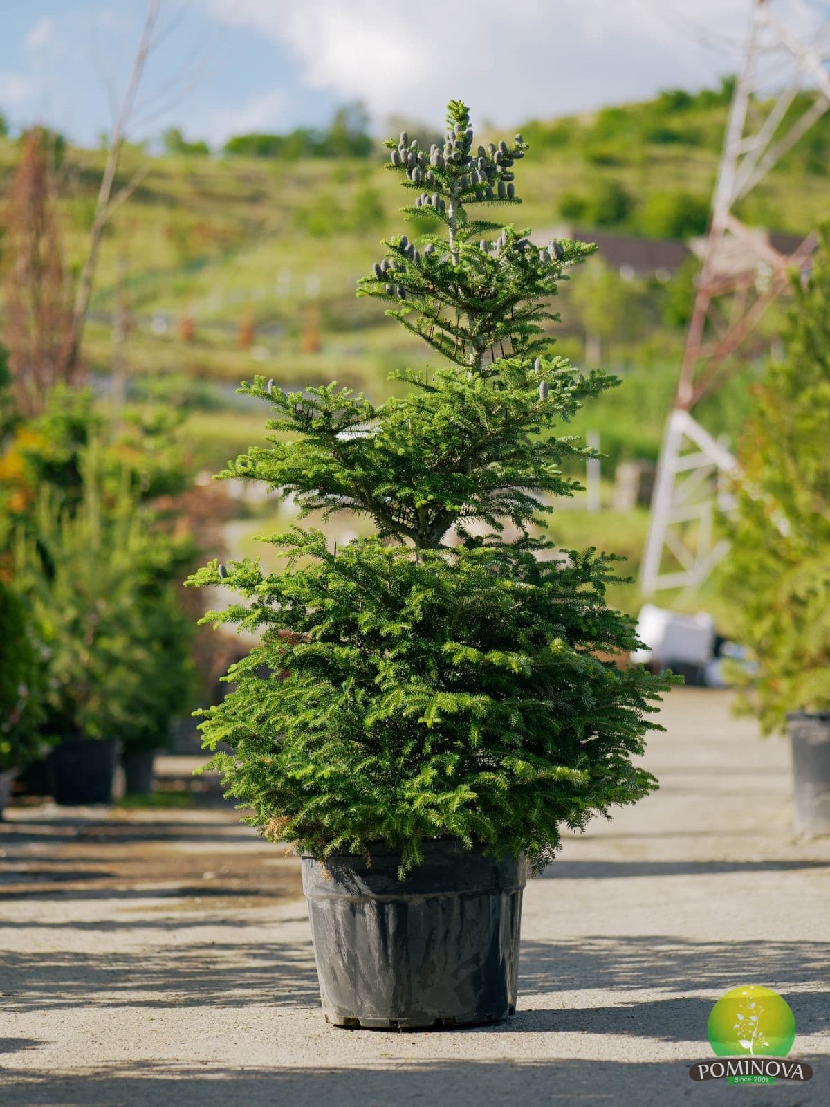 Brad coreean (Abies koreana) — imagine 2