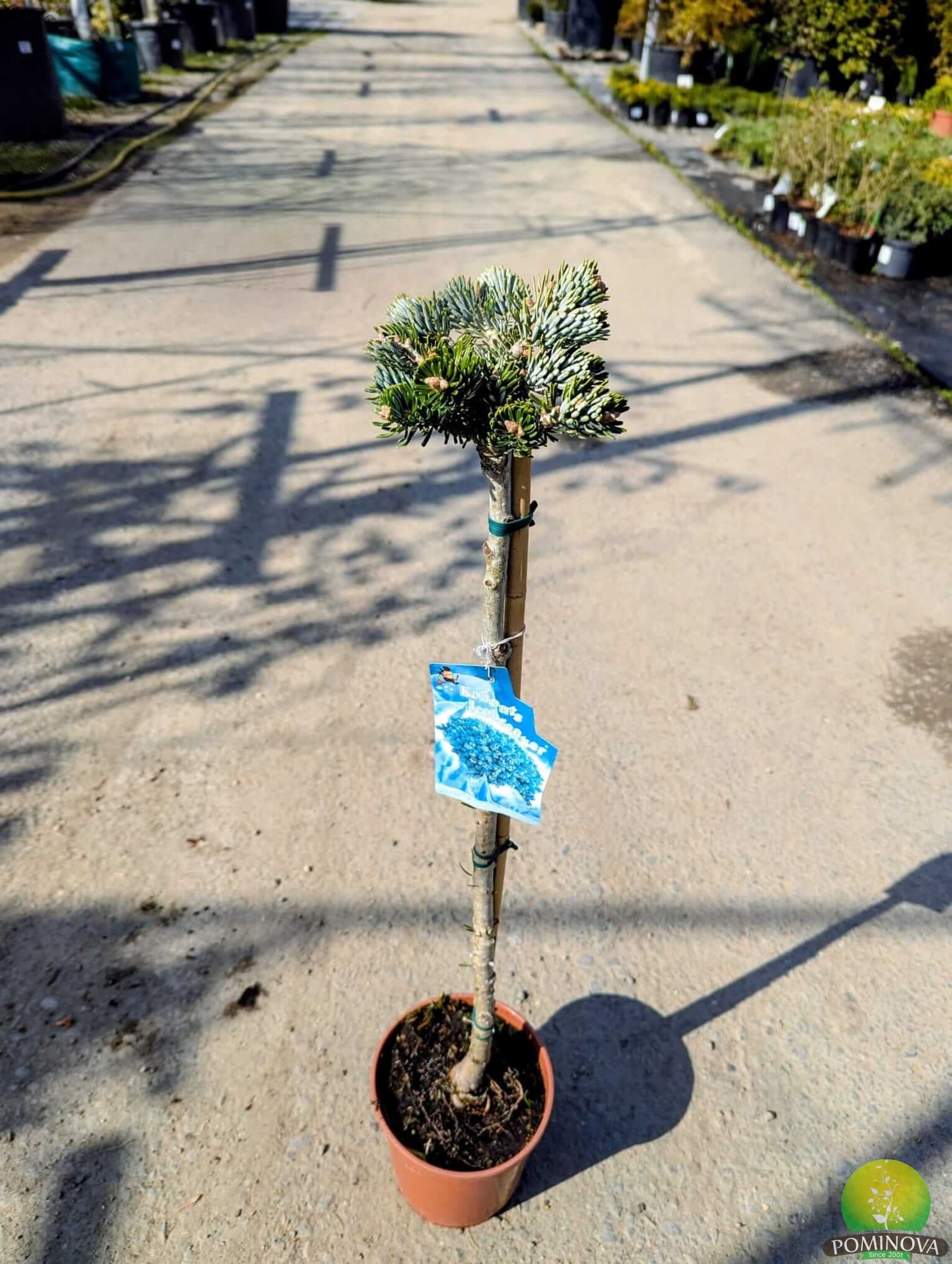 Brad coreean Icebreaker — imagine 1