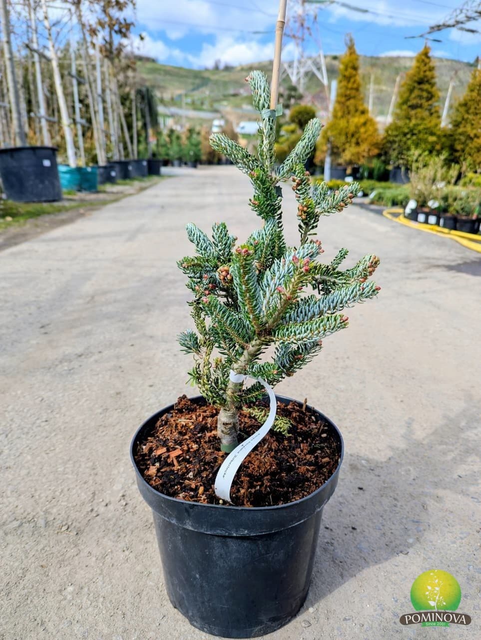 Brad coreean Silberlocke (Abies koreana 'Silberlocke') - imagine 2