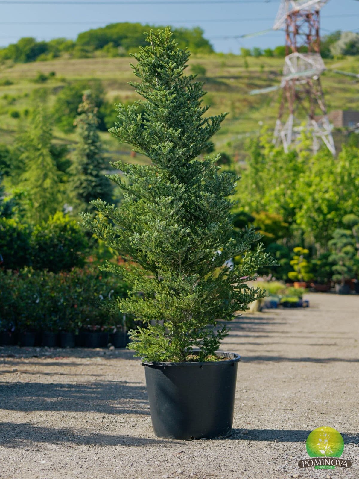 Brad coreean Silberlocke (Abies koreana 'Silberlocke')