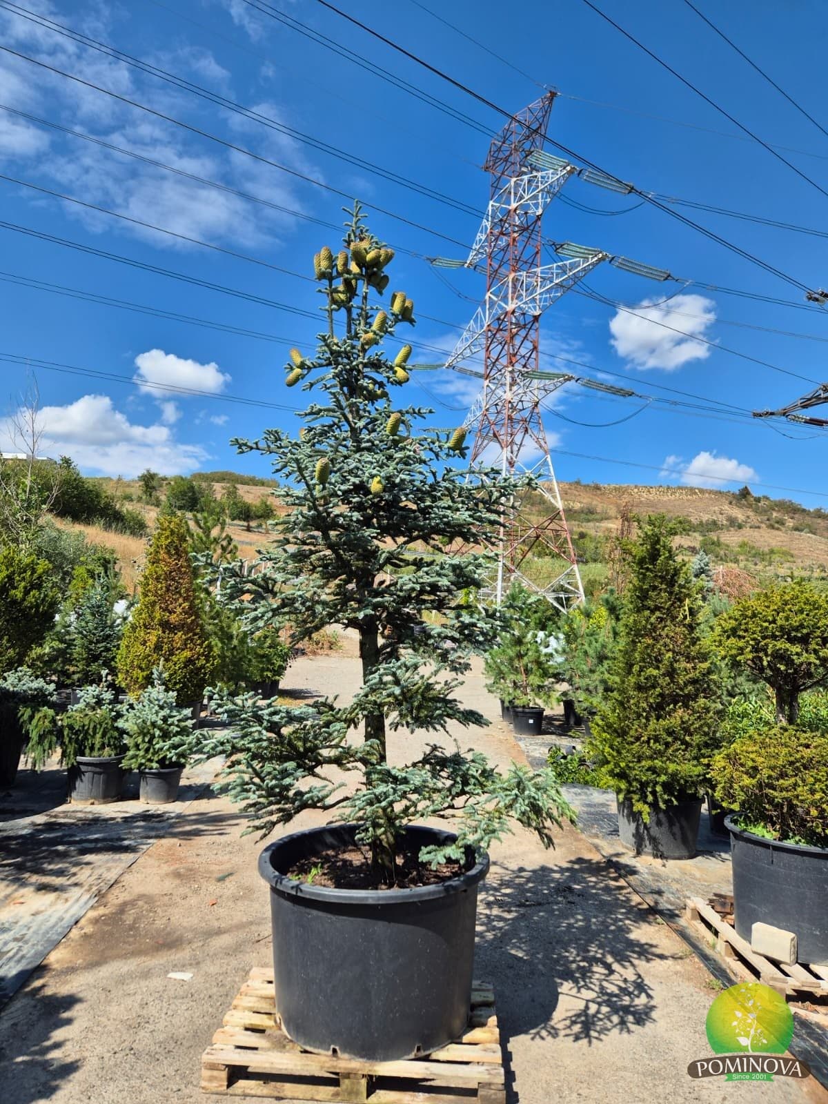 Brad nobil albastru (Abies procera glauca) — imagine 1