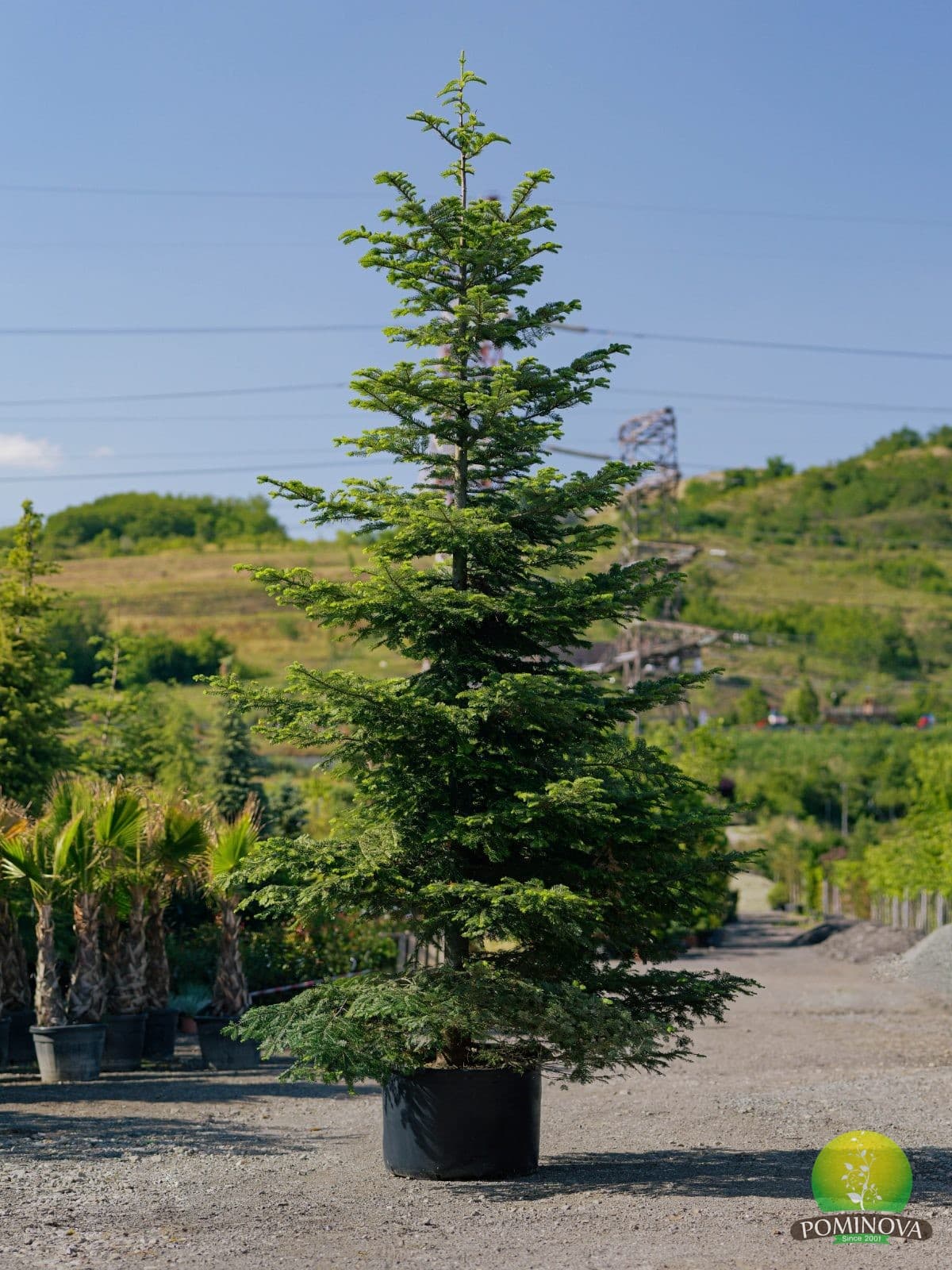 Brad Nordmann (Abies nordmanniana)