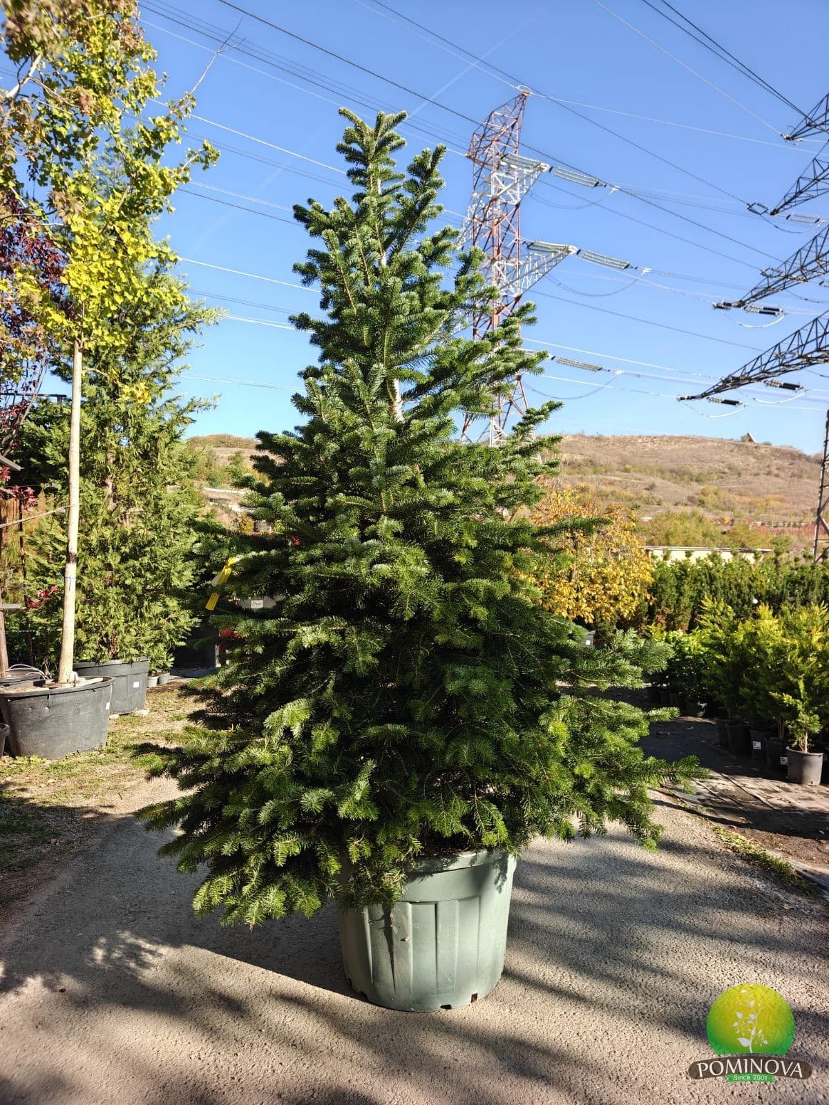Brad Nordmann (Abies nordmanniana) - imagine 2