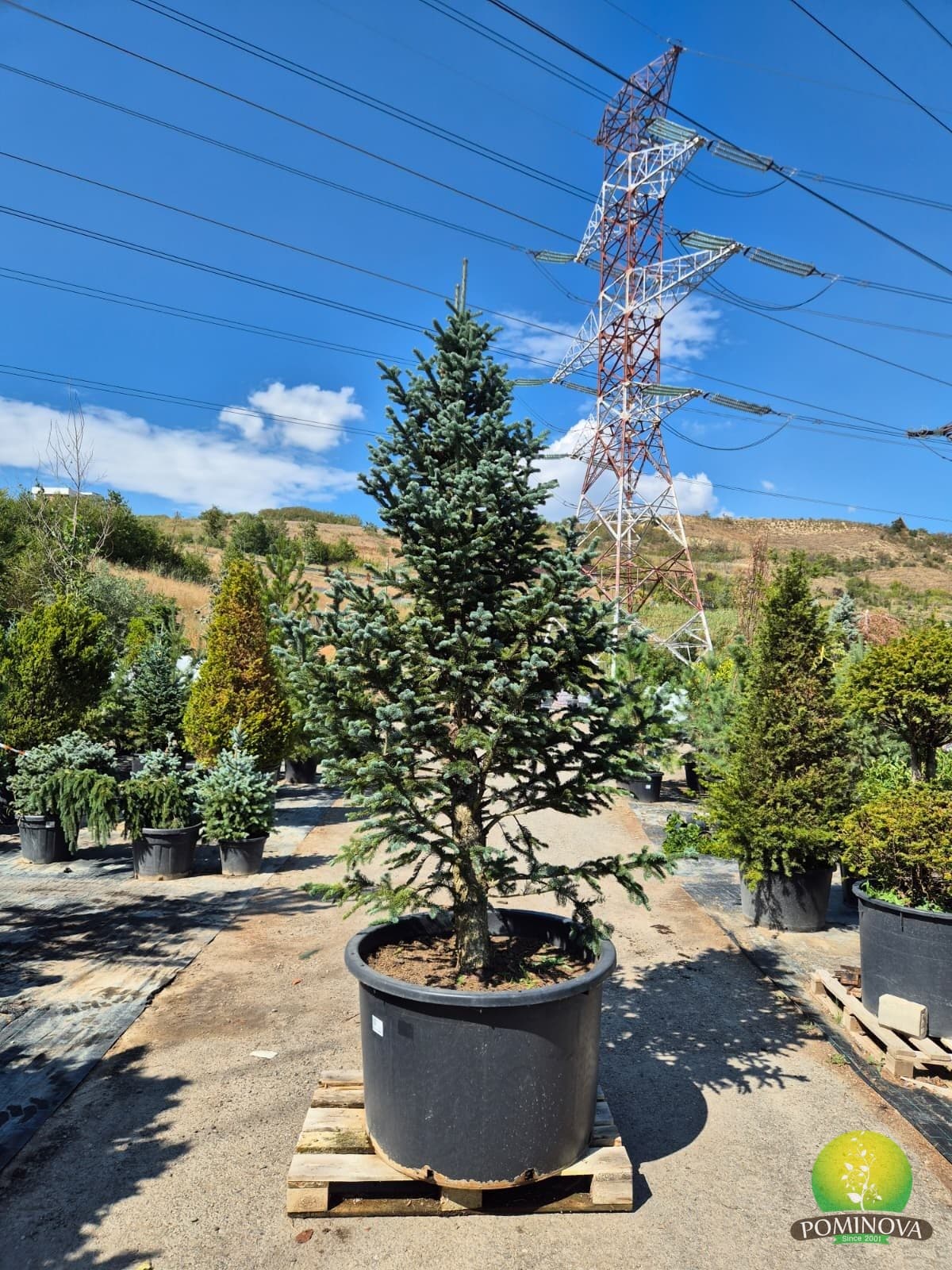 Brad subalpin argintiu (Abies lasiocarpa 'Argentea') — imagine 1
