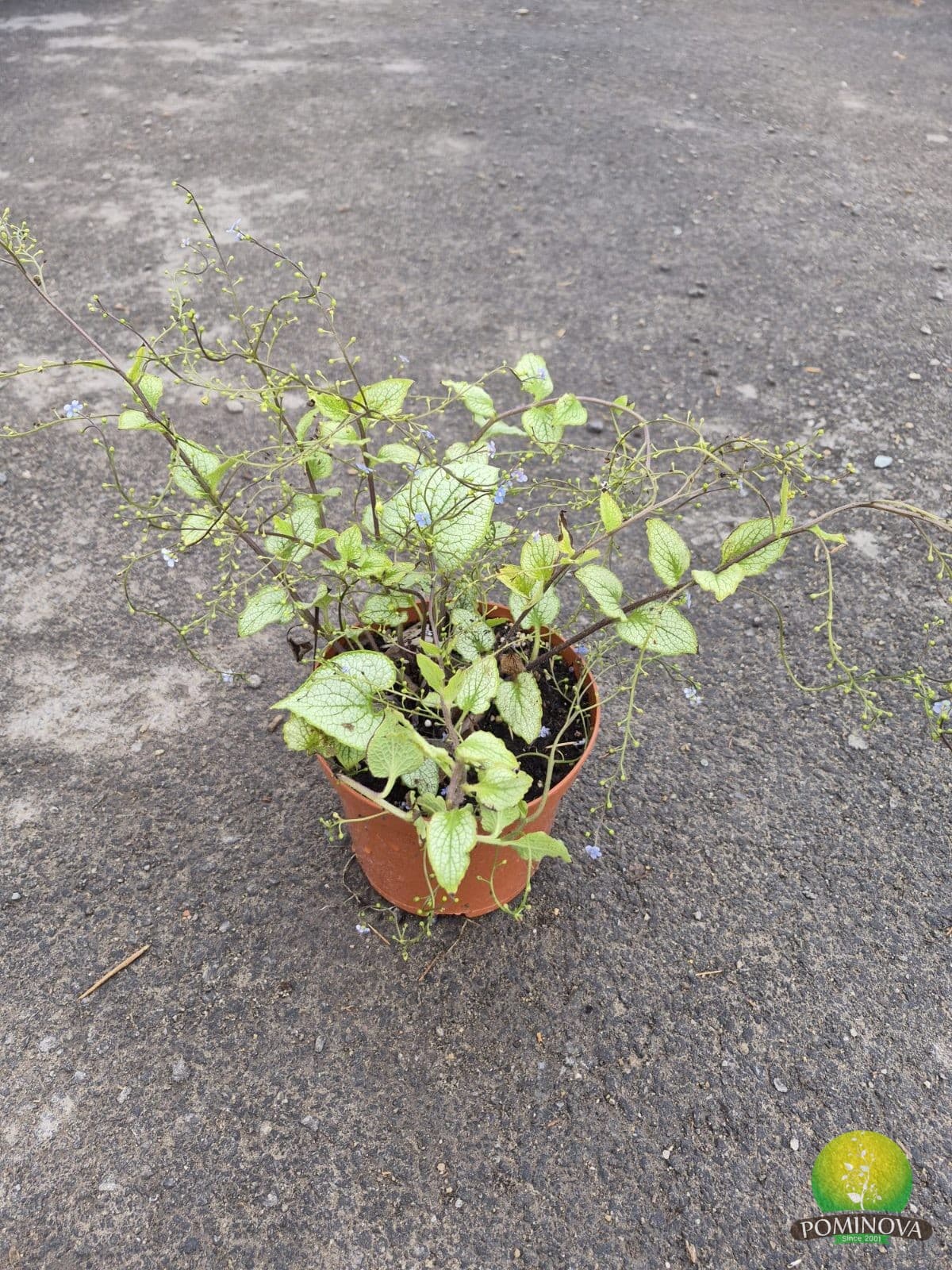 Brunnera — imagine 1