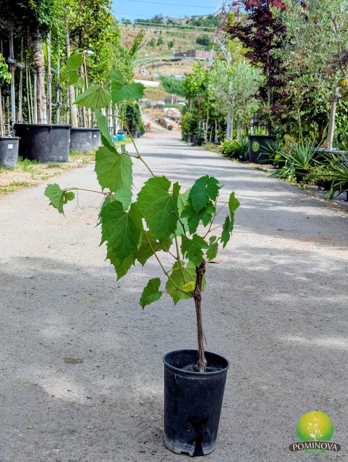 Butasi De Vie (Vitis spp.)