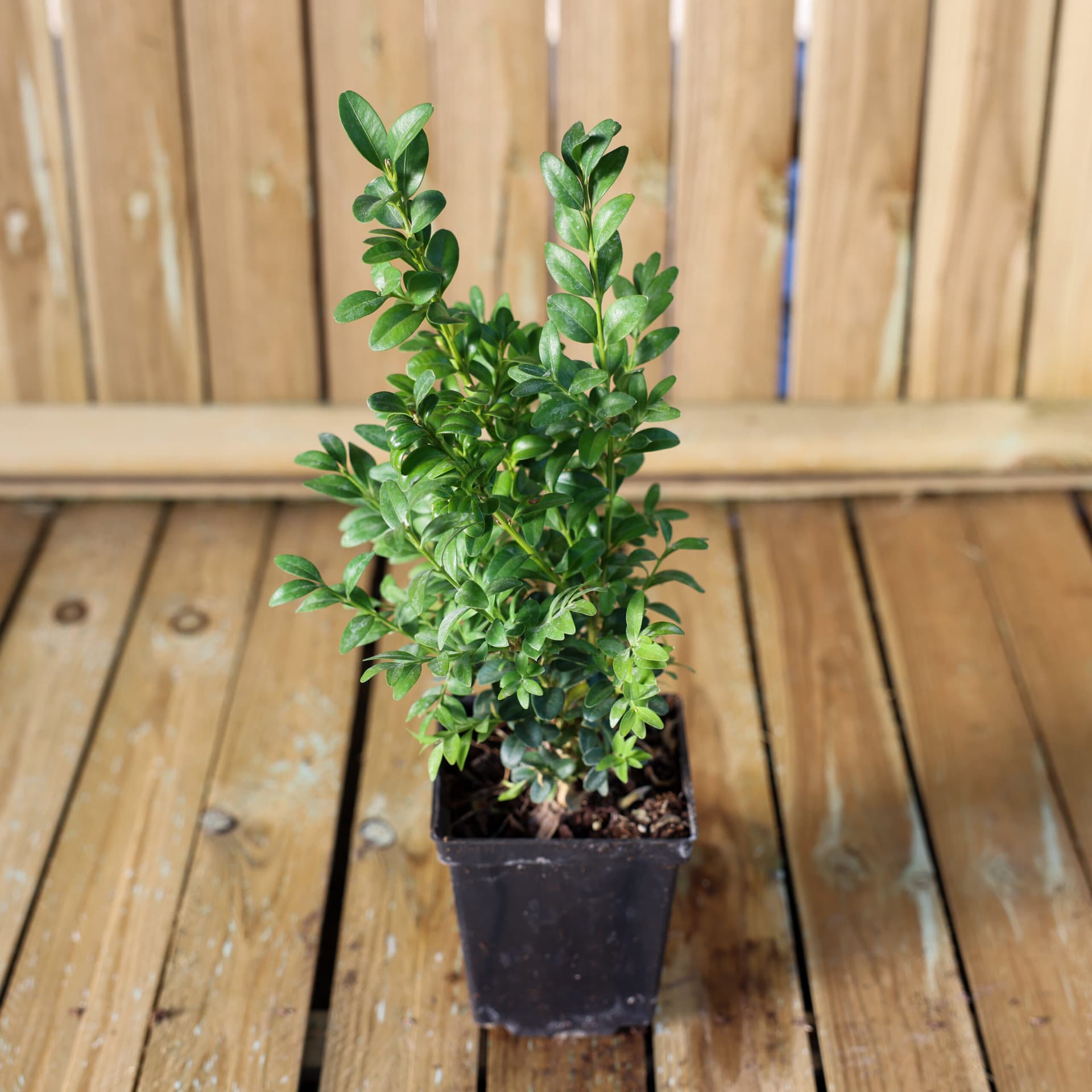 Cimișir (Buxus sempervirens- Buxus) — imagine 1