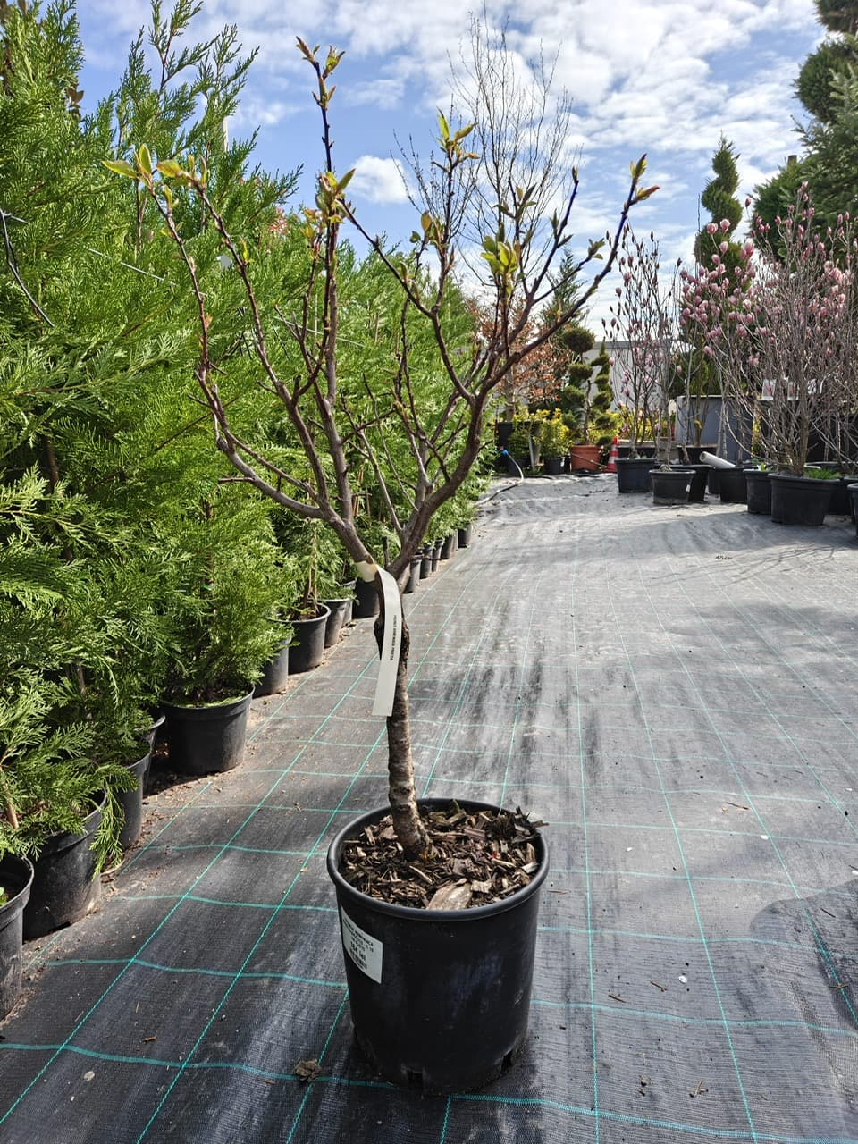 Cais pitic (Prunus armeniaca 'Nana')