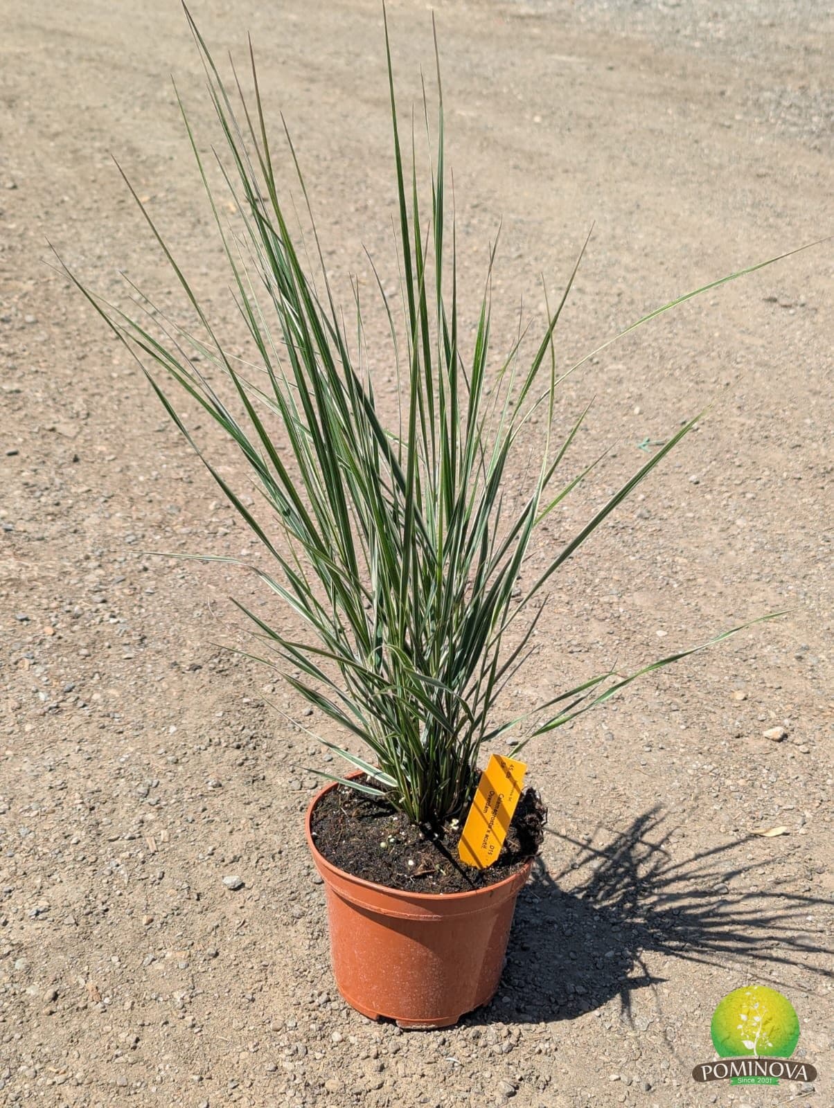 Calamagrostis x acutiflora 'Overdam' — imagine 1