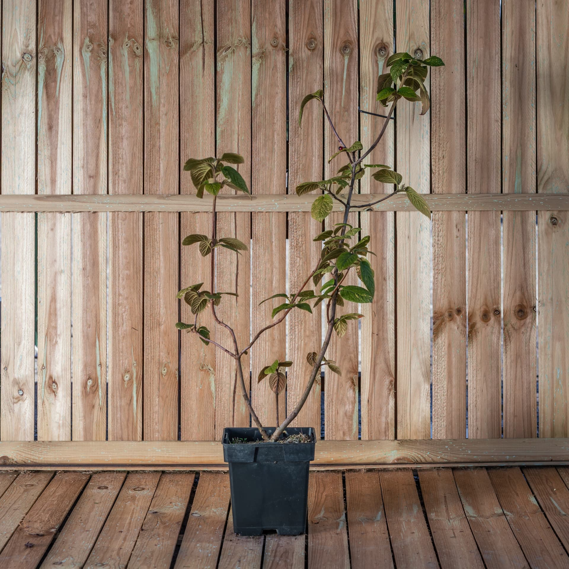 Calin (Viburnum lantana 'Aureovariegata')