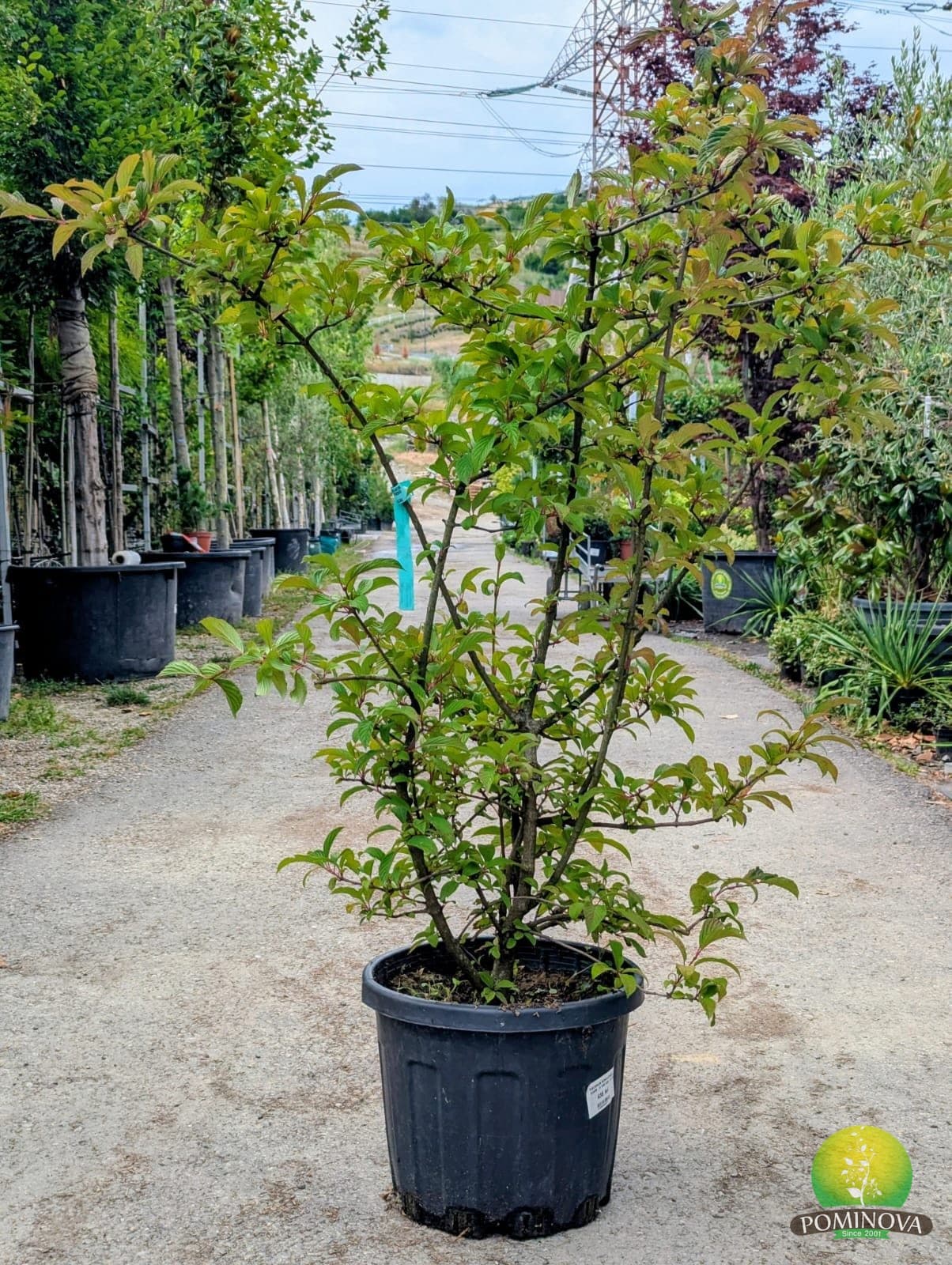 Viburnum (Viburnum × bodnantense 'Dawn') — imagine 1