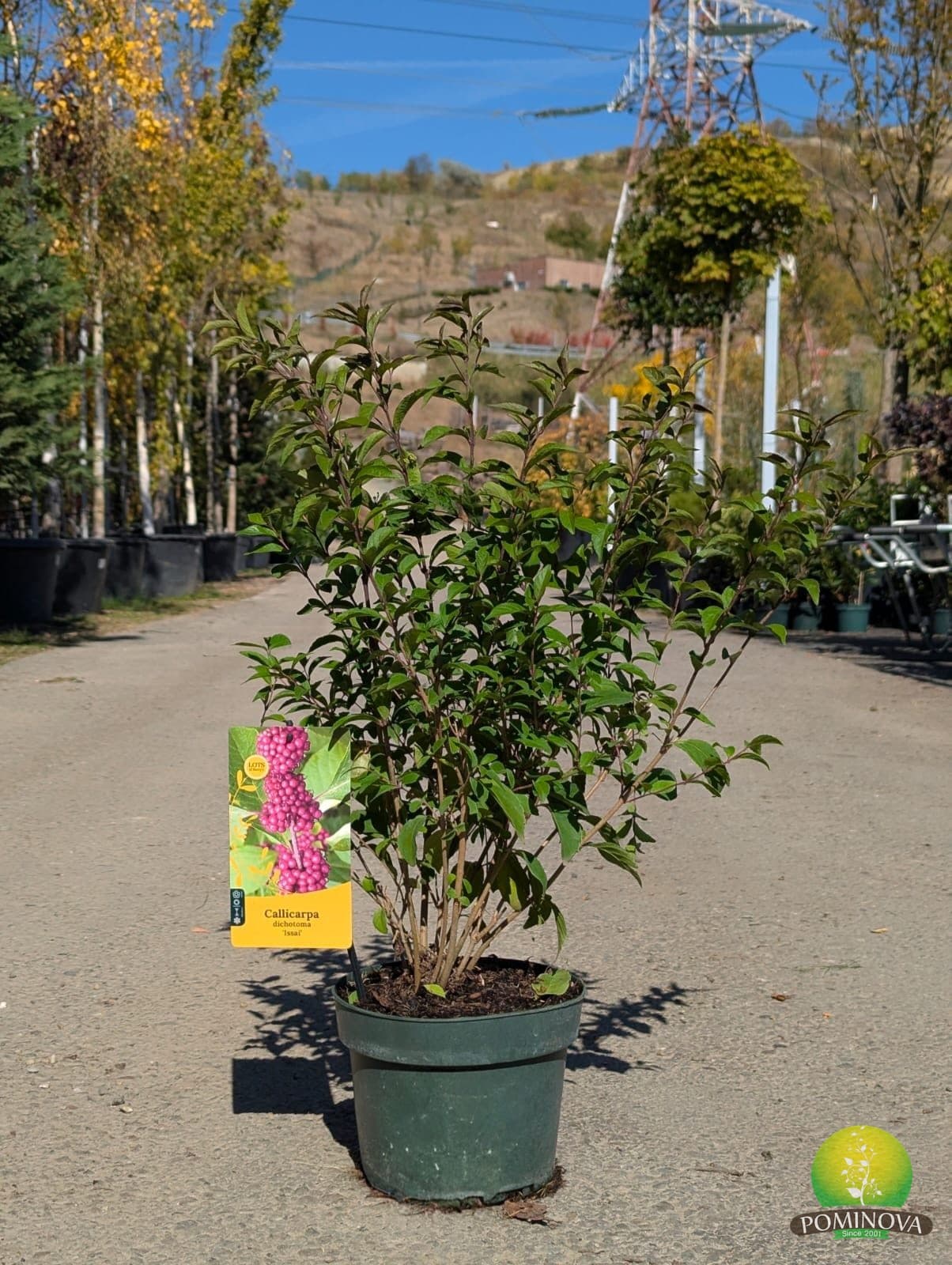 Arbustul cu perle violet (Callicarpa dichotoma ‘Issai’) - imagine 1