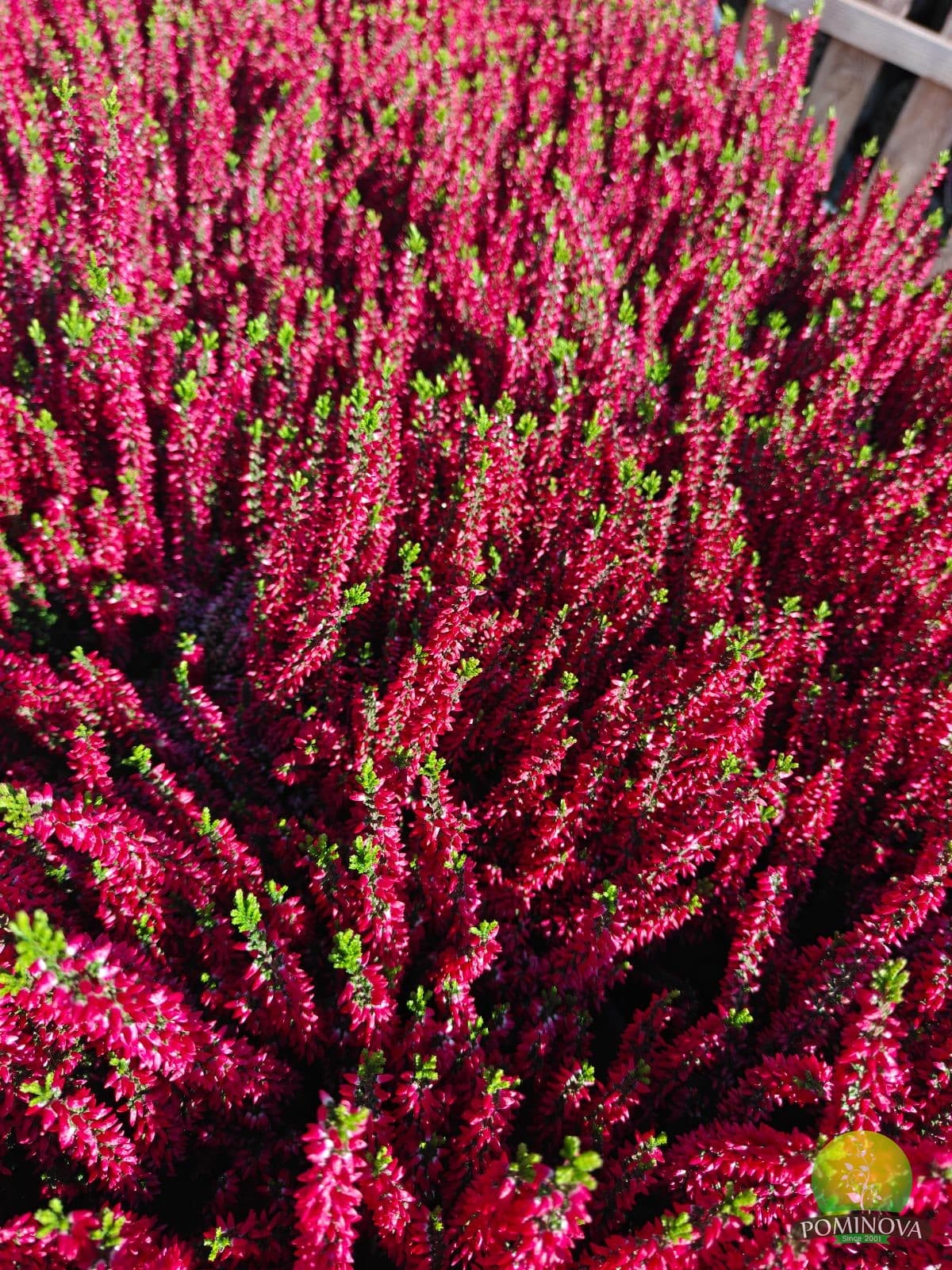 Iarbă-neagră (Calluna vulgaris) - imagine 1