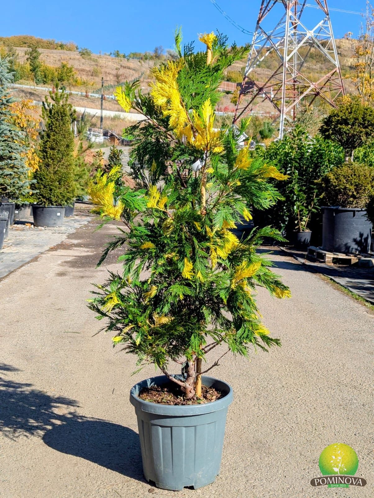 Calocedru variegat (Calocedrus decurrens ‘Aureovariegata’) - imagine 1