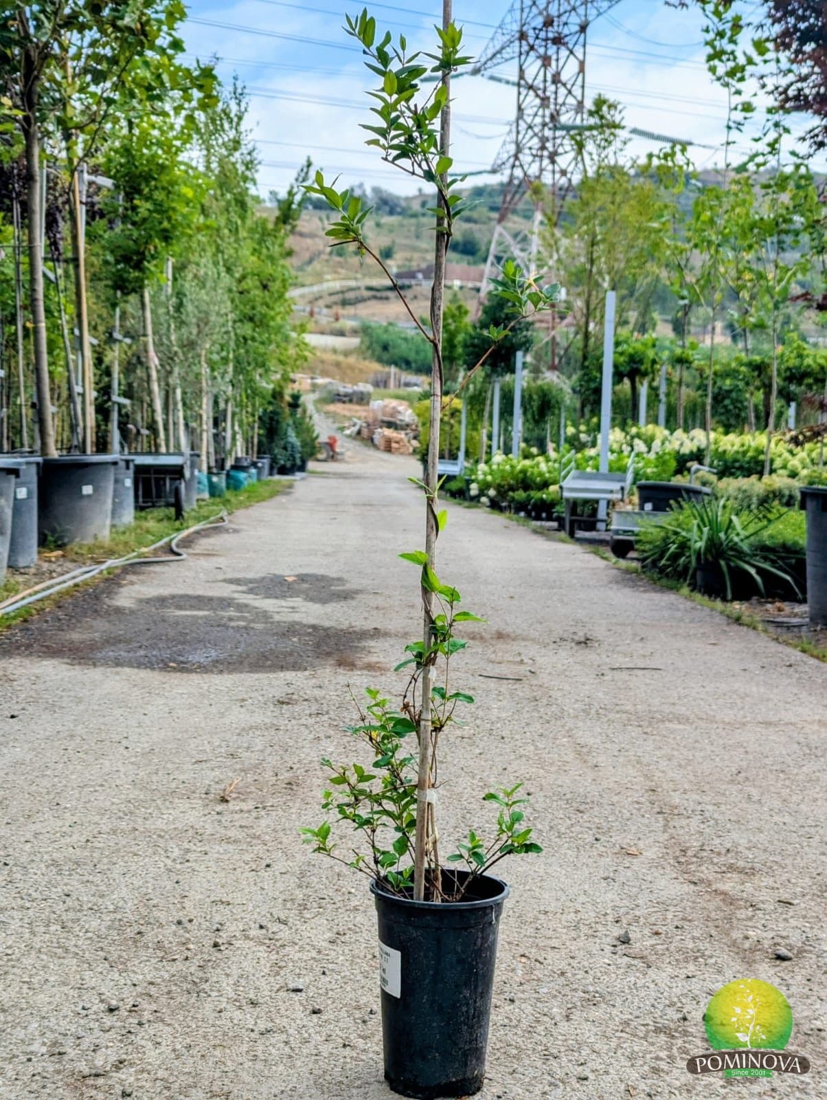Caprifoi (Mâna Maicii Domnului) (Lonicera halliana) — imagine 1