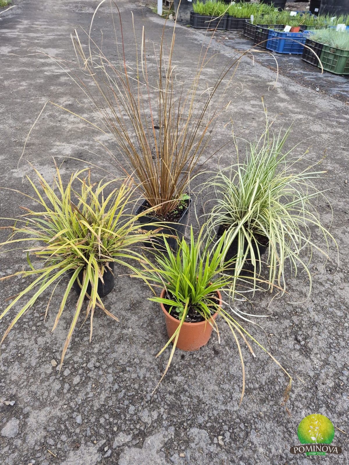 Carex — imagine 1