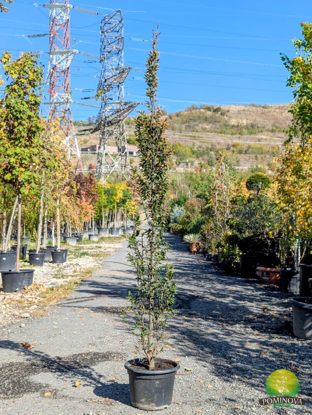 Carpen columnar pitic ‘Monumentalis’ (Carpinus betulus 'Monumentalis') - imagine 1