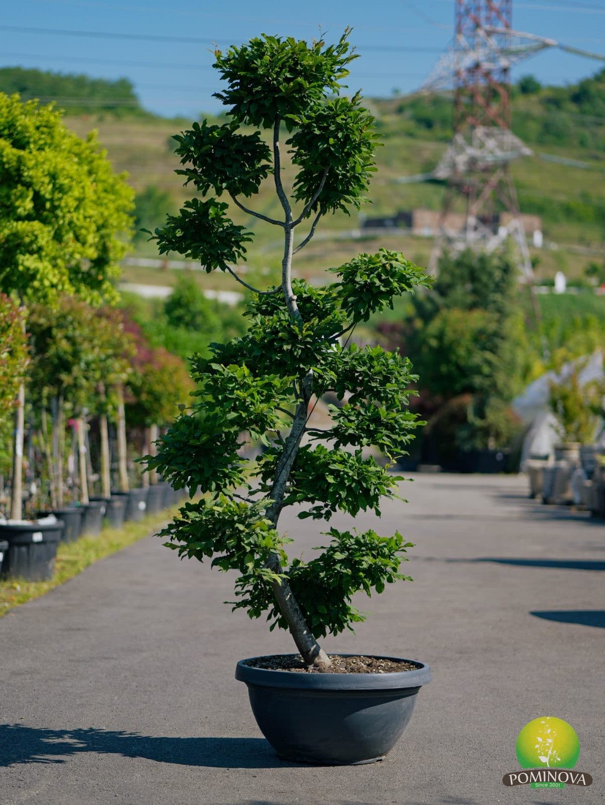 Carpen Topiar - Bonsai (Carpinus betulus)