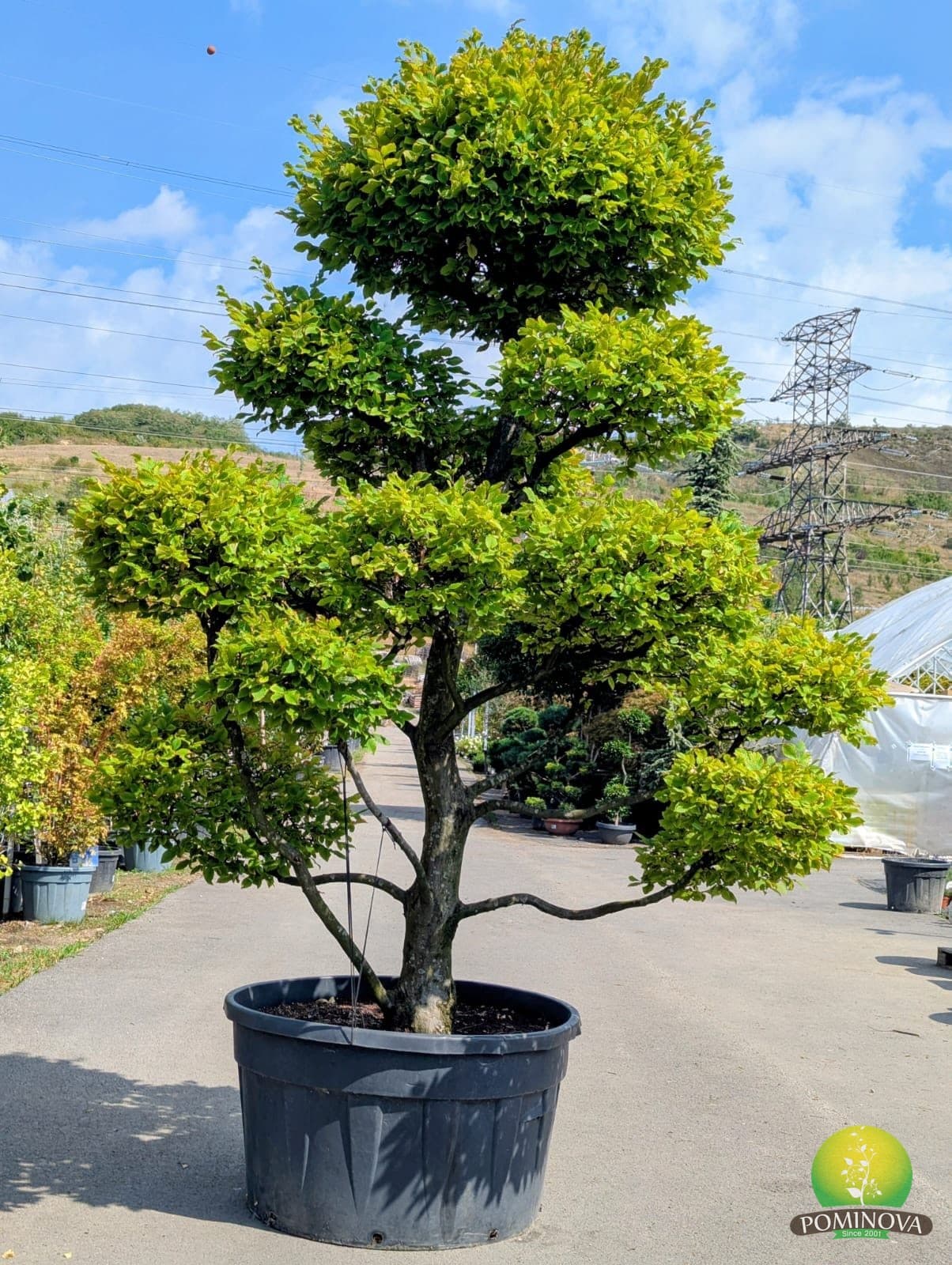 Carpen Topiar - Bonsai (Carpinus betulus)