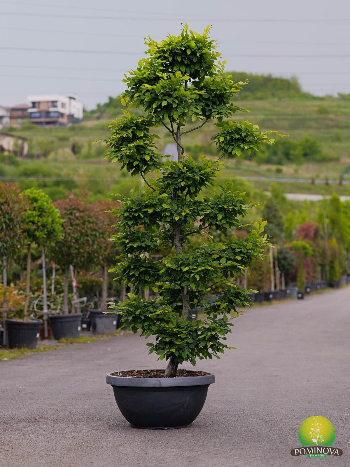 Carpen Topiar - Bonsai