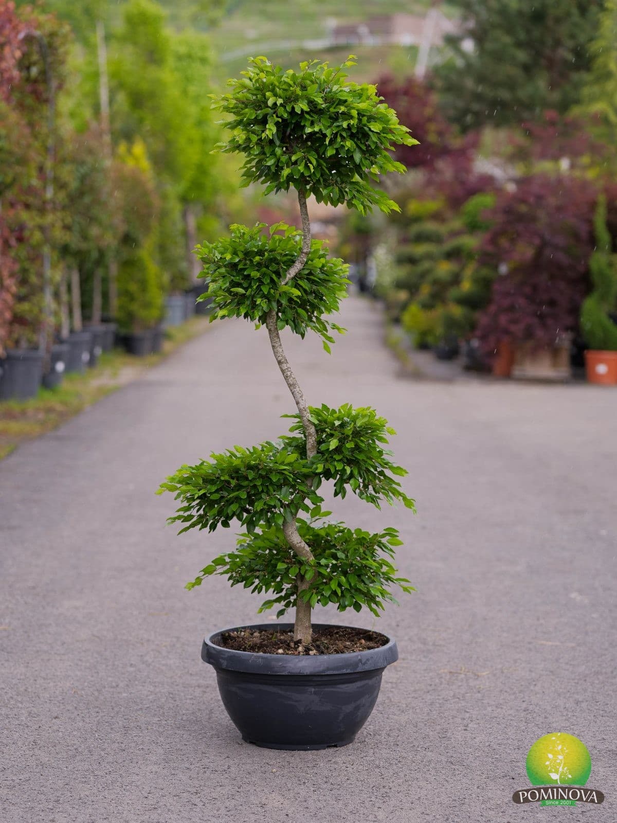 Carpen Bonsai — imagine 1