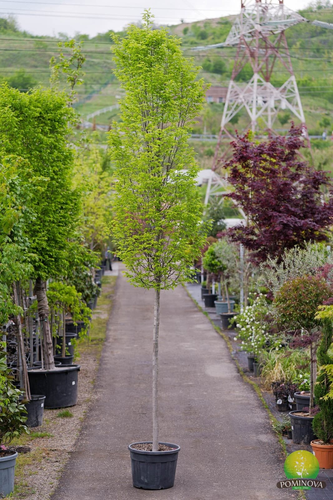 Carpen piramidal — imagine 1